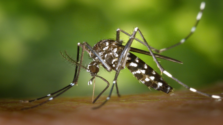 Zika : nouvelles recommandations pour les femmes enceintes