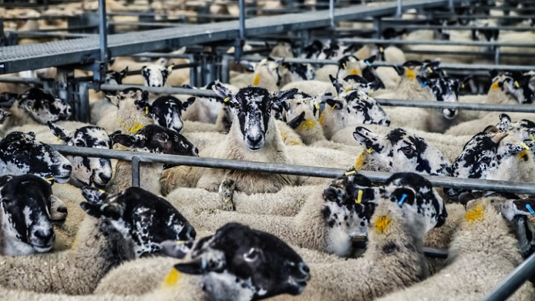 Le Foll veut lutter contre la maltraitance animale