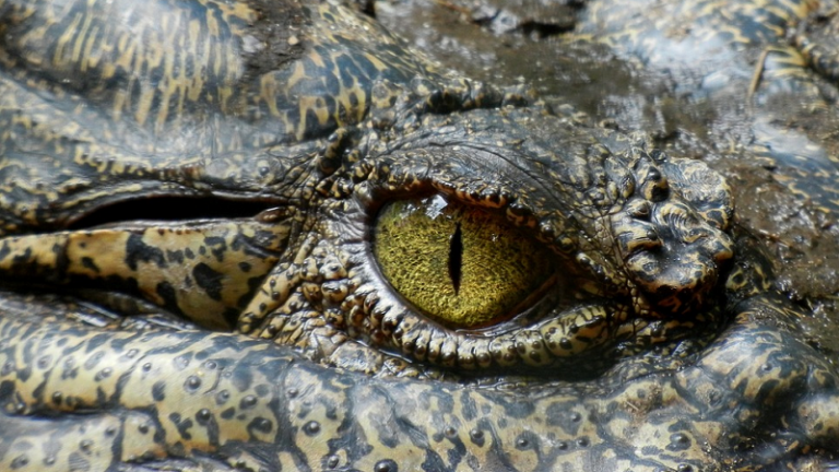 Tourisme : attention aux crocodiles (vidéo)