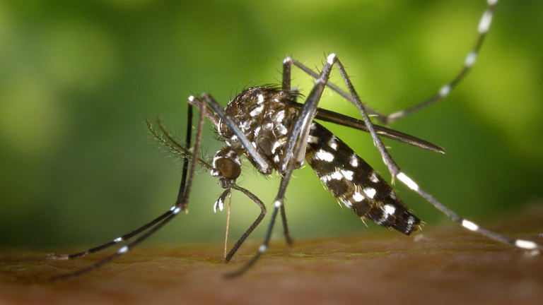 Nouveau vaccin contre le paludisme