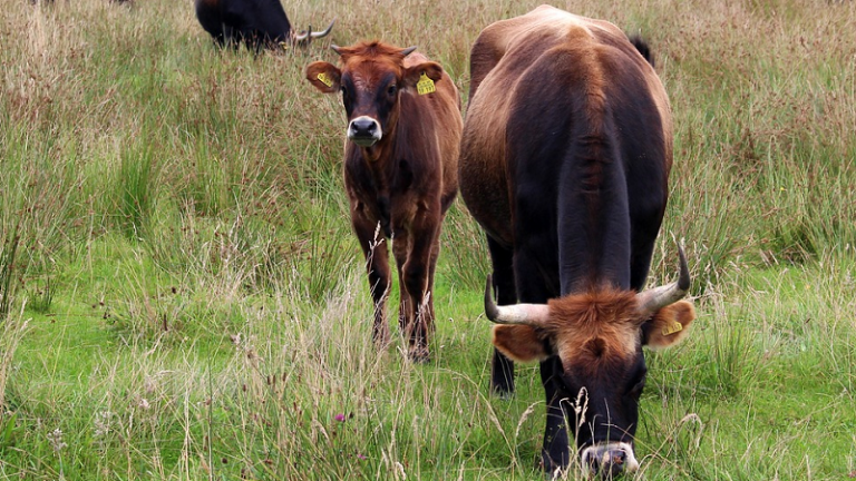 La viande : à quelle prix ?