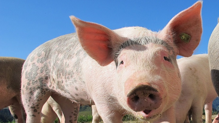 Les cantines obligées de servir des menus halal ?