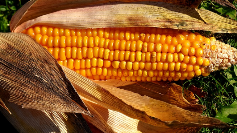 Nataïs : mangez du pop-corn durable