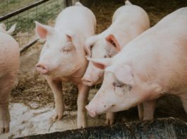 Quatre porcs dans un enclos