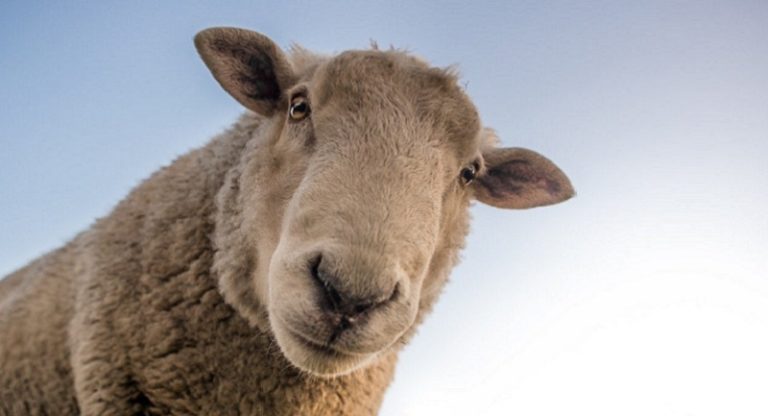 Coronavirus : annulation du Salon de l’Agriculture à Paris