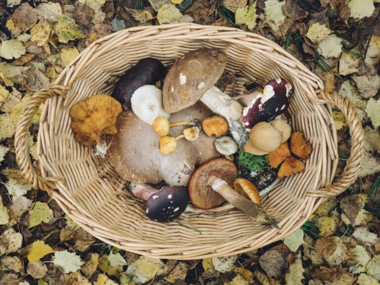 Suisse : les cueilleurs de champignons goûtent peu à des mesures cantonales