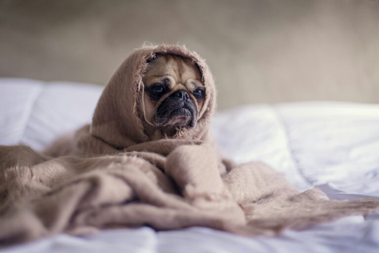 Logement : les chiens influencent le choix de leurs maîtres