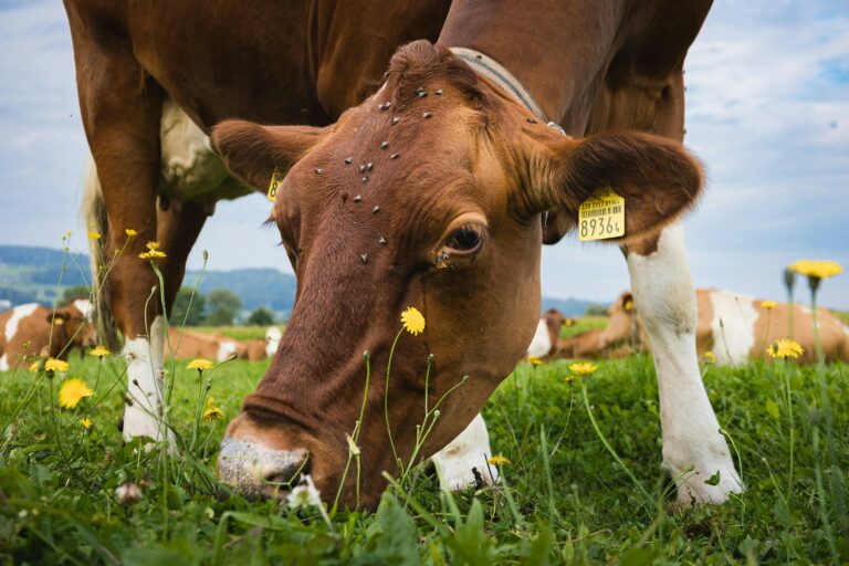 Accord avec le Mercosur : le monde agricole dit NON