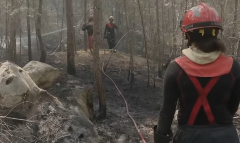 Une cagnotte pour sauver la forêt de Fontainebleau après l&rsquo;incendie